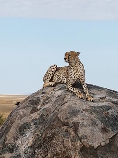 Gepard in freier Wildbahn in Tansania.
