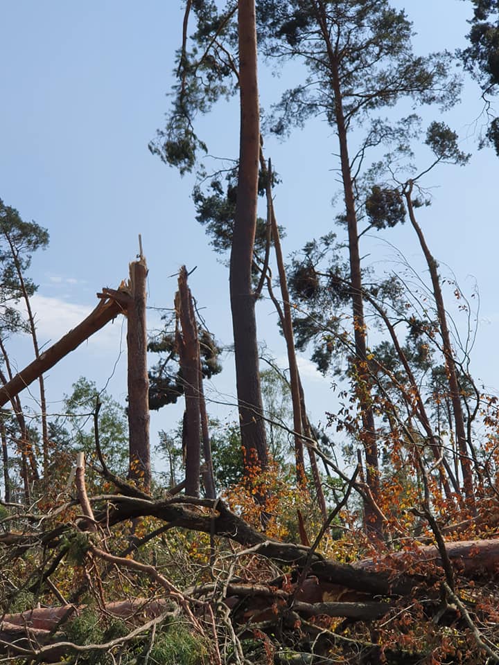 Zerstörte Bäume in Alzenau.
